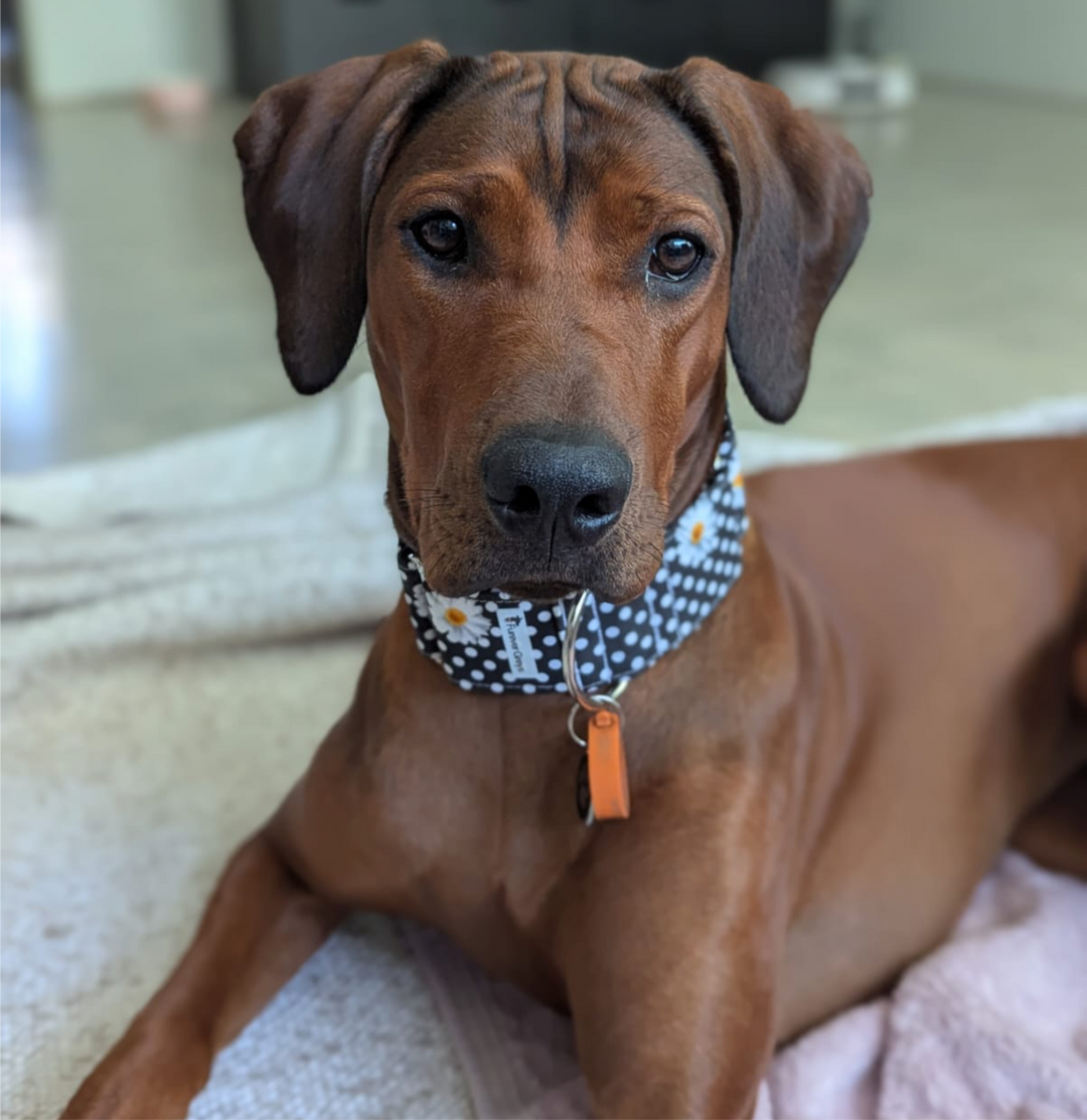 Martingale Collar - Polka Petal Elegance