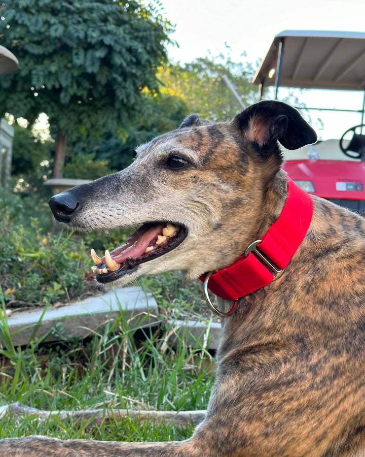 Martingale Collar - Bow Chilli Wow Wow