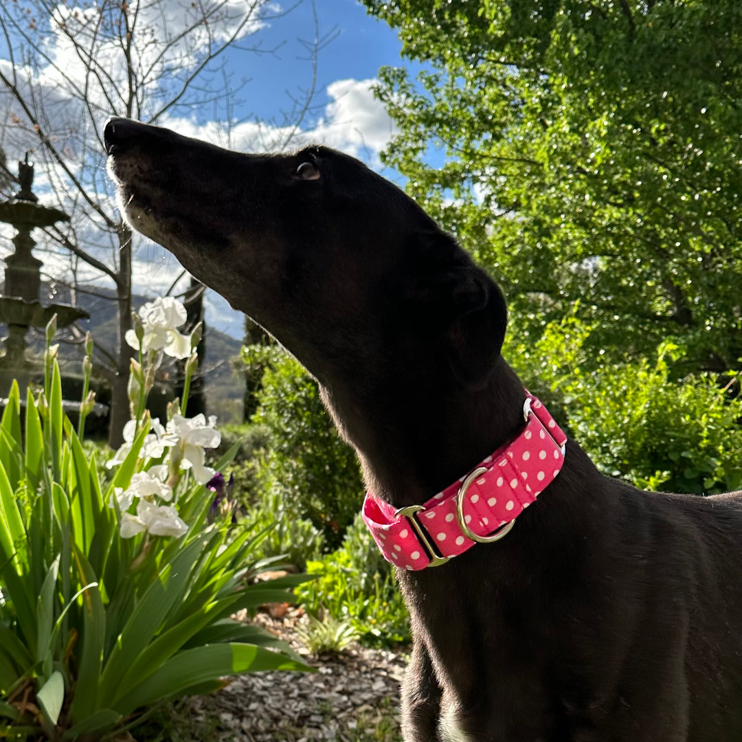Martingale Collar - Dashing Dots