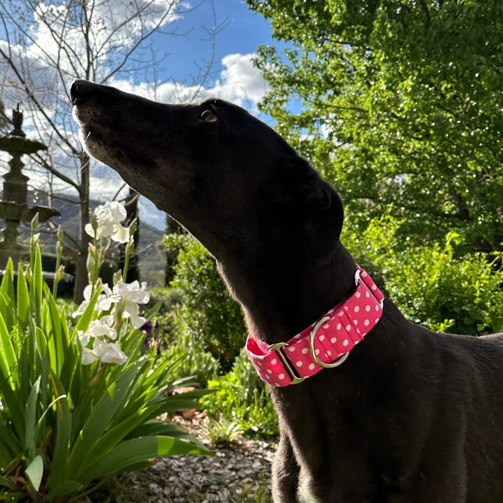 Martingale Collar - Dashing Dots