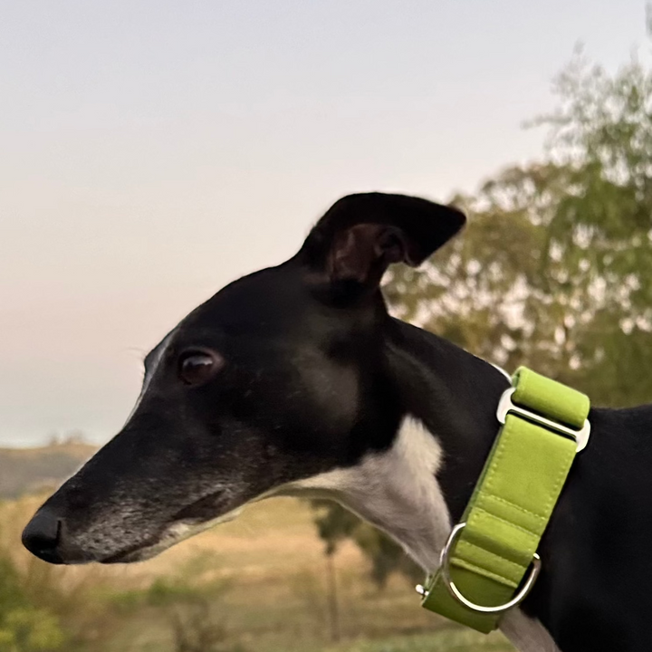 Martingale Collar – Sweet Pea