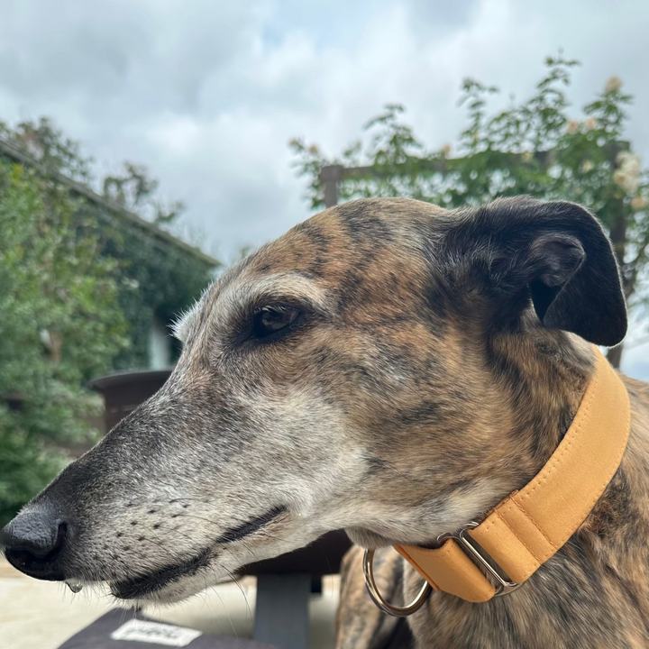 Martingale Collar – Pumpkin Spice