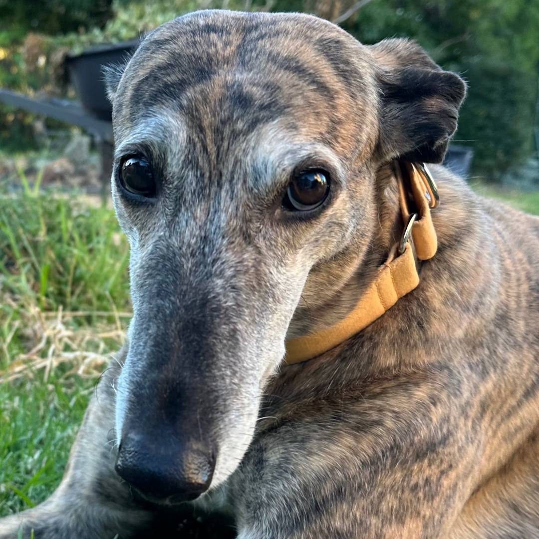 Martingale Collar – Pumpkin Spice