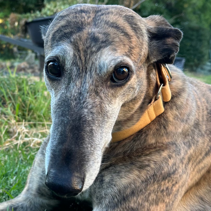 Martingale Collar – Pumpkin Spice