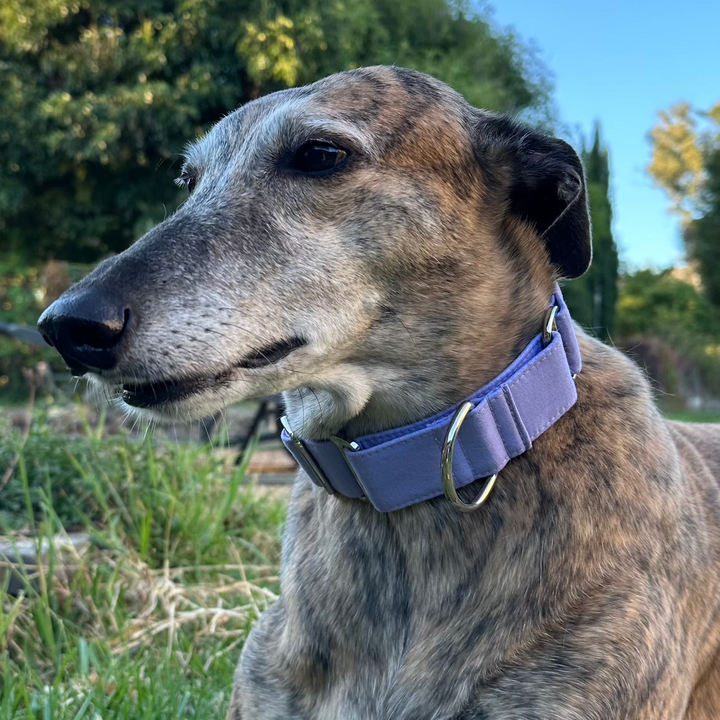 Martingale Collar – Jacaranda