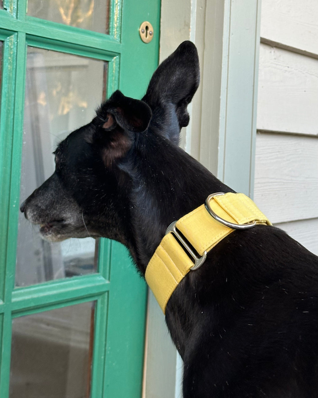 Martingale Collar – Limoncello