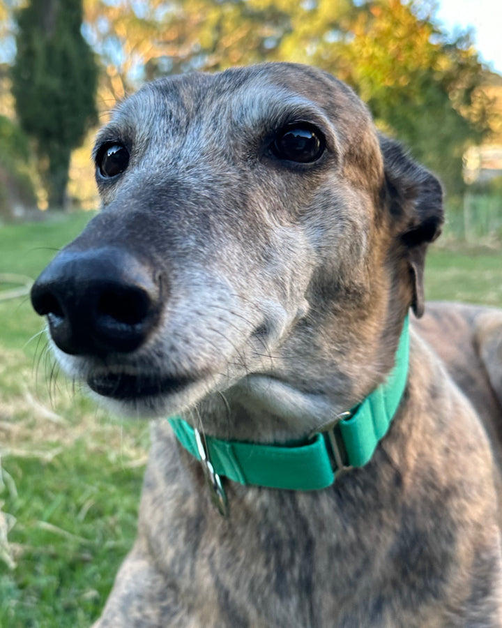 Martingale Collar – Mojito