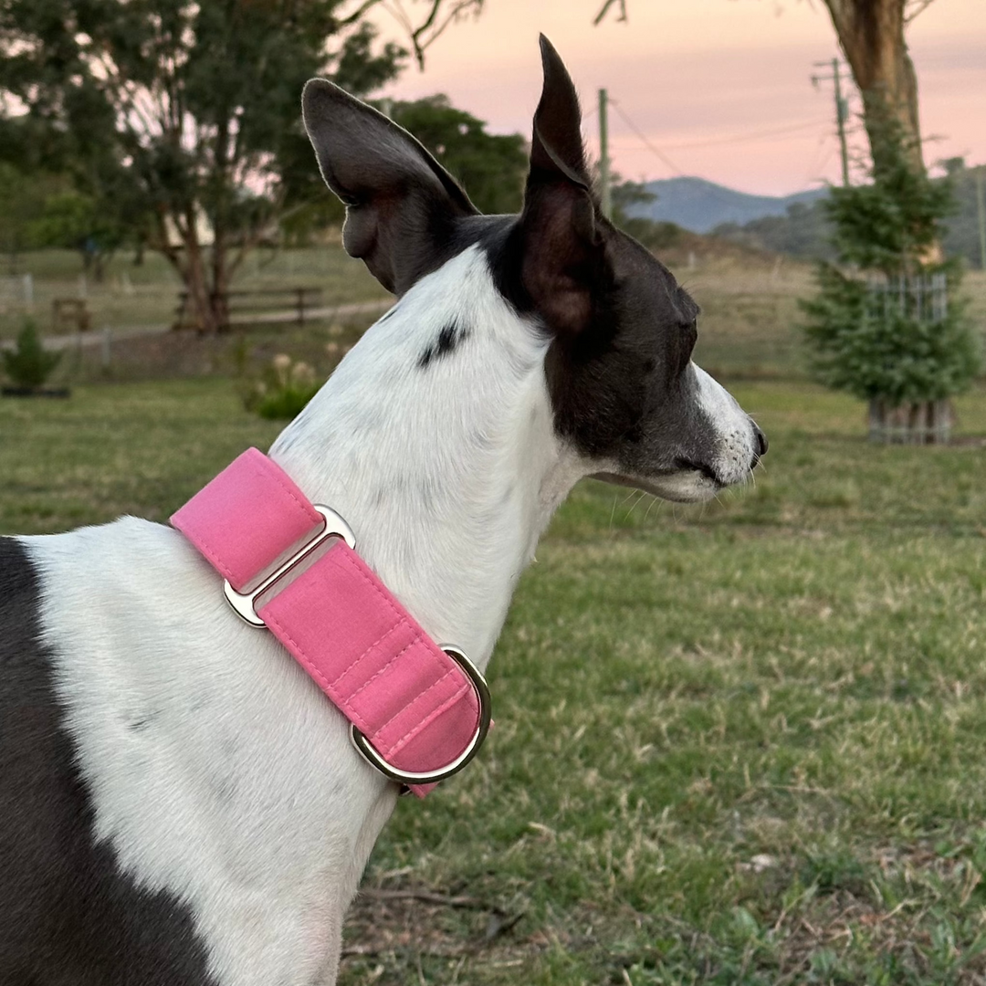 Martingale Collar – Pinky Puppy Club