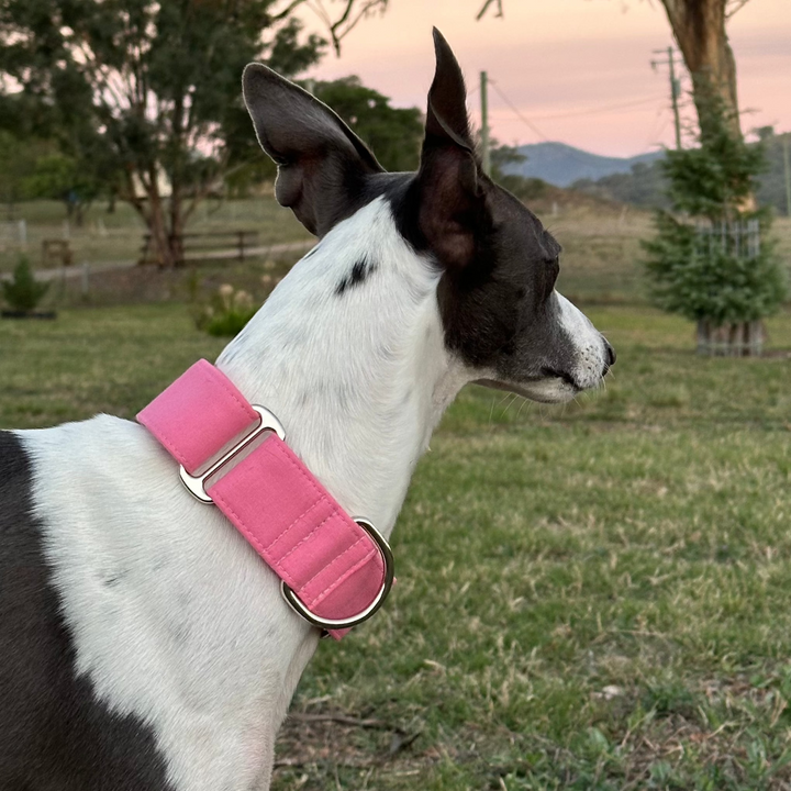 Martingale Collar – Pinky Puppy Club