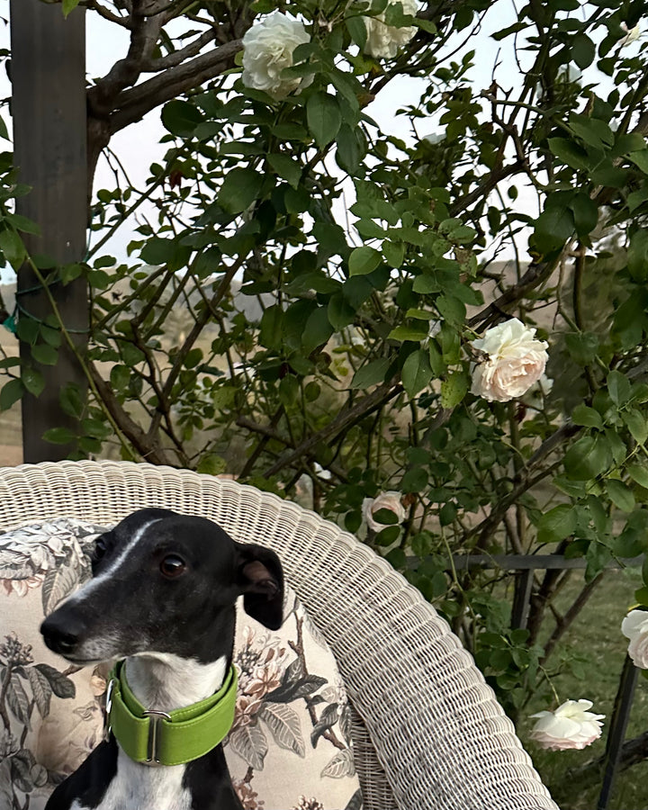 Martingale Collar – Sweet Pea