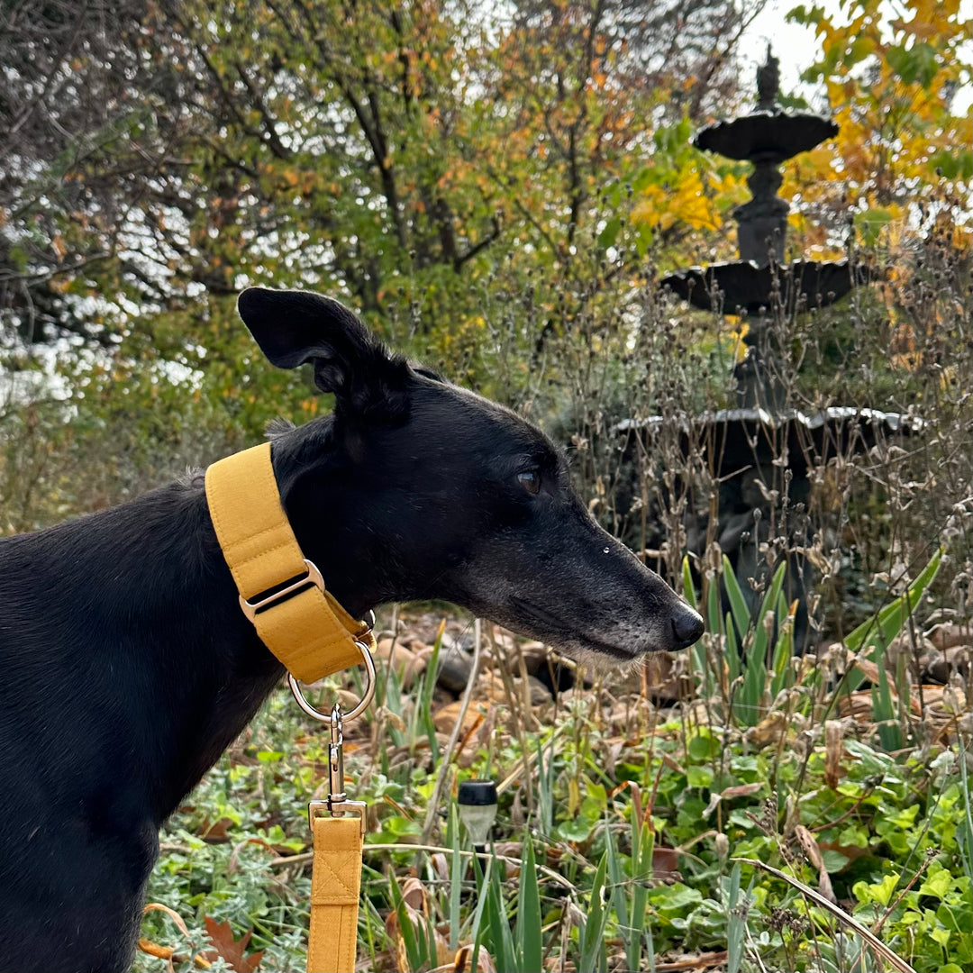 Solid Colour Martingale Collars