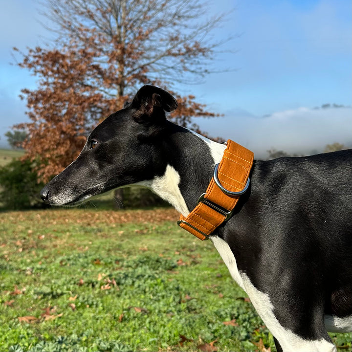 Martingale Collar - Harvest Amber