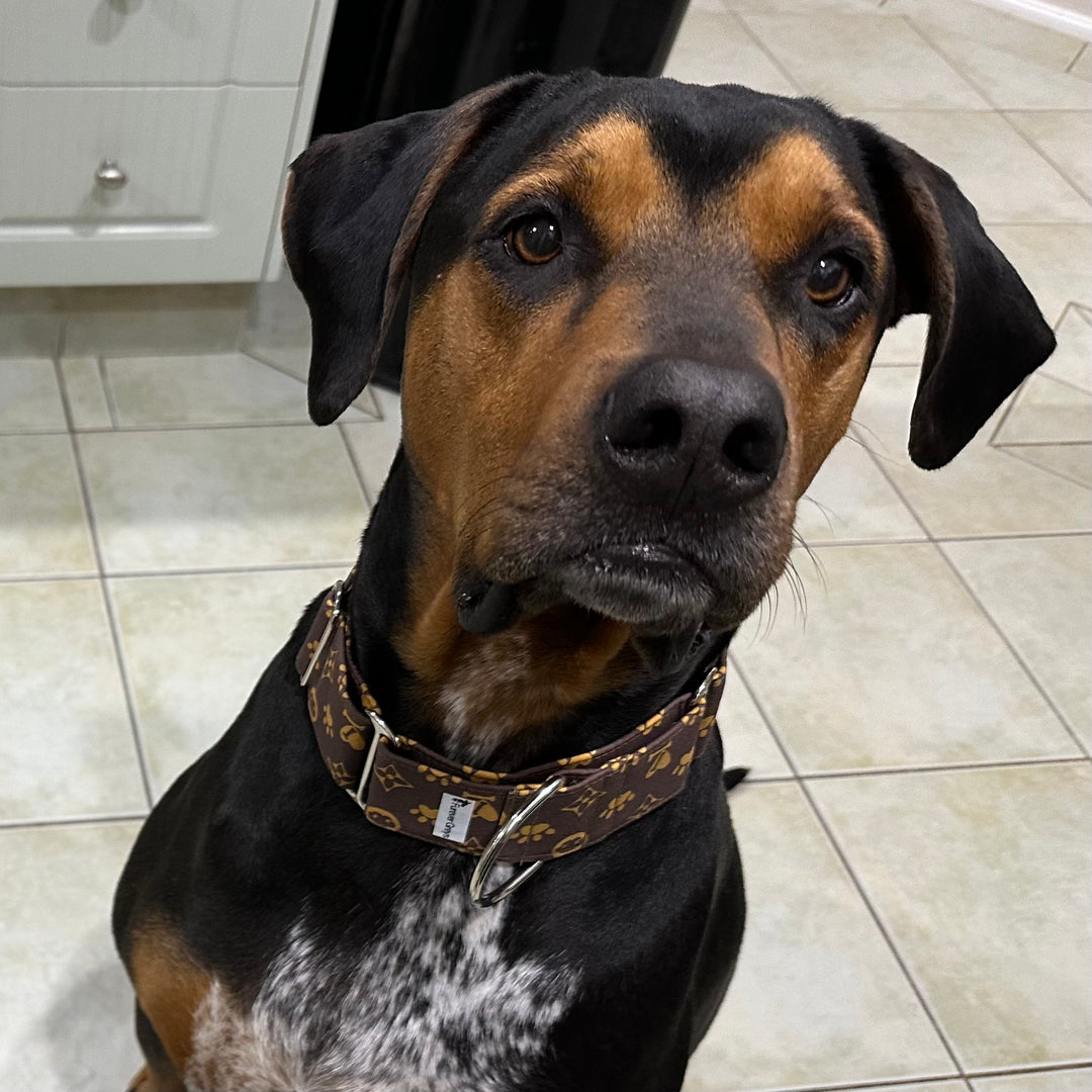 Martingale Collar - Louis Luxe