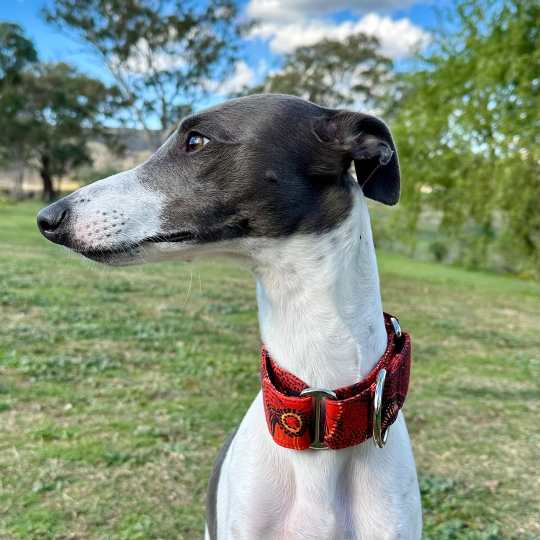 Martingale Collar - Dreamtime Dots