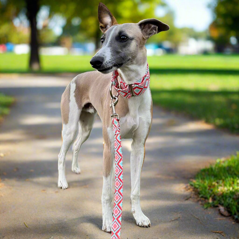 Whippet wearing matching martingale collar and leash in a sunny park.