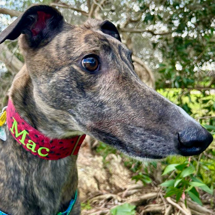 Greyhound called Mac Wearing Personalised Watermelon Martingale Collar