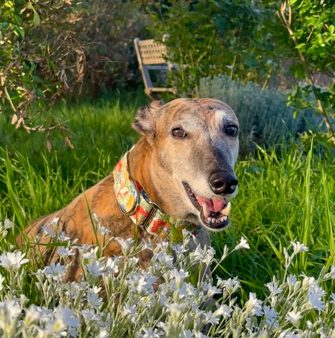 Martingale Collar - Garden Gala Sunrise