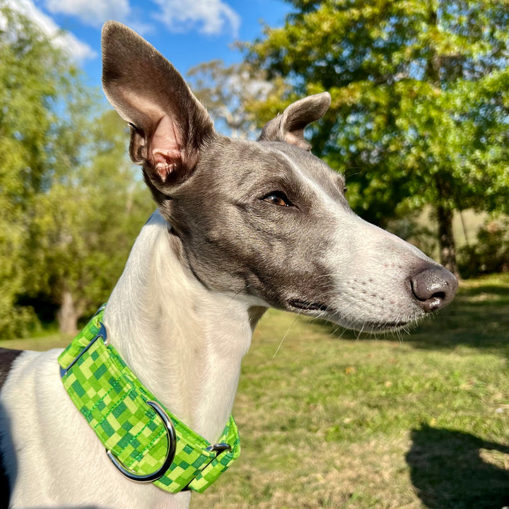 Martingale Collar - Verdant Maze