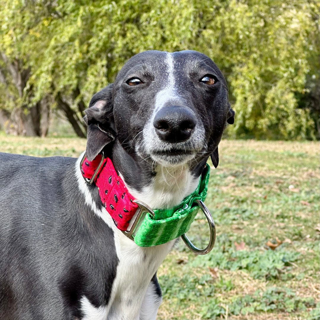 Martingale Collar - Palestine Watermelon Whisper