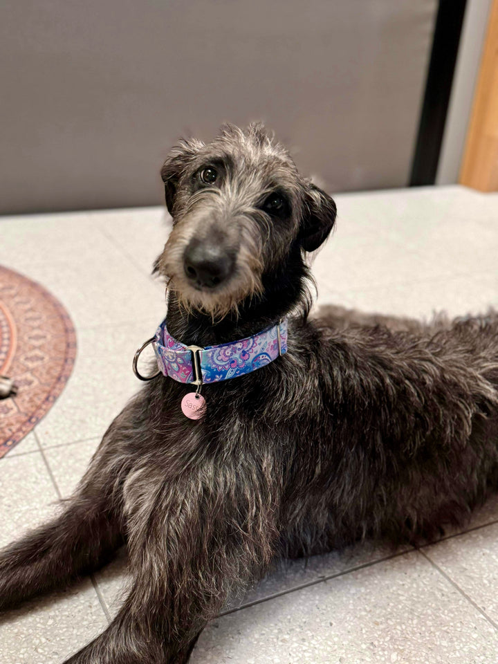 Martingale Collar - Mystic Morning Melody