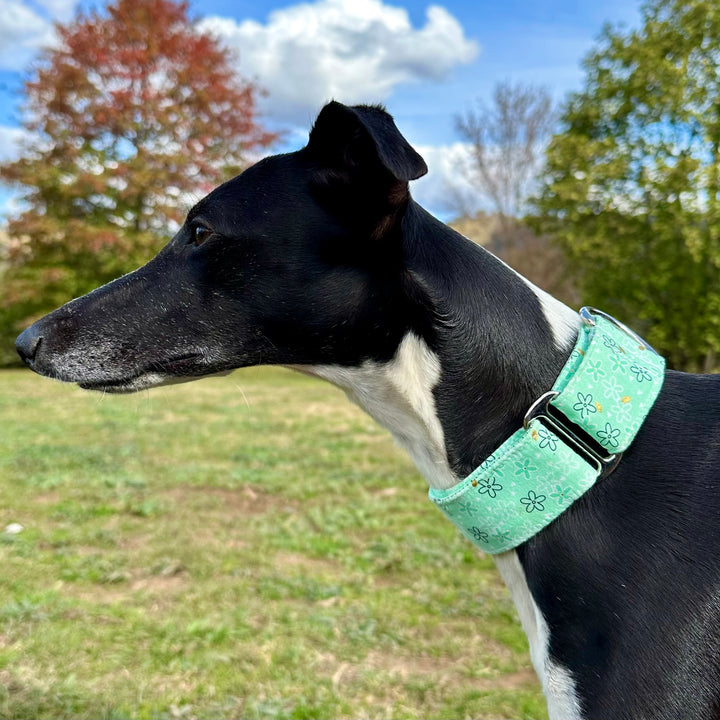 Martingale Collar - Glitter Daisy Minty Delight