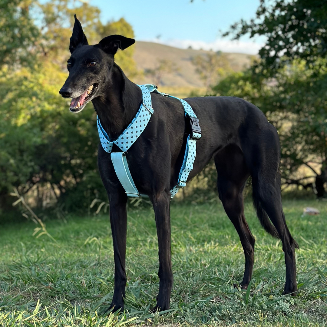 Sky Dot Serenade Greyhound Harness