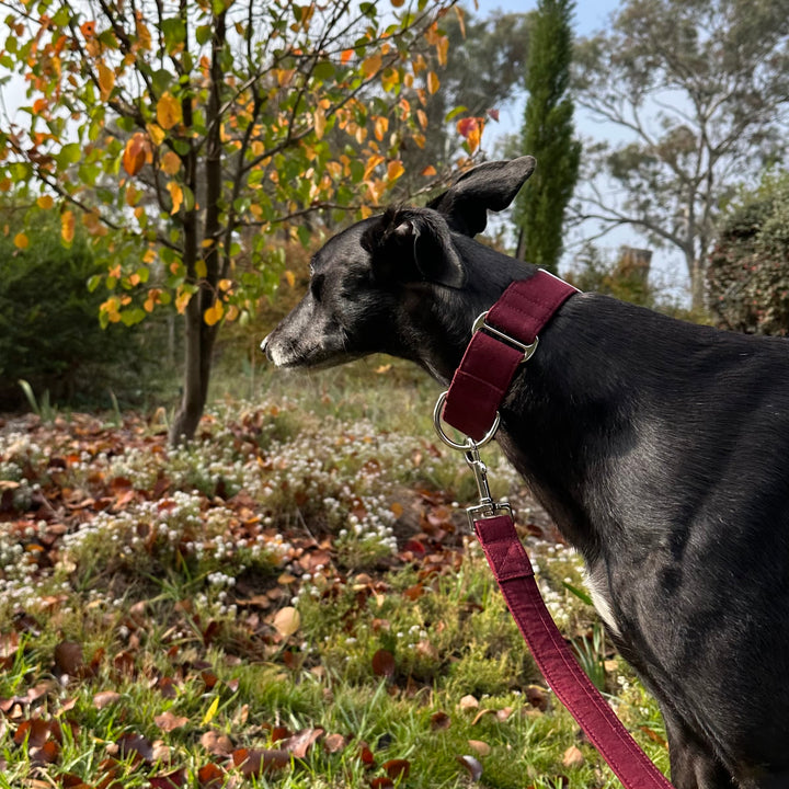 Martingale Collar - Crimson Maple