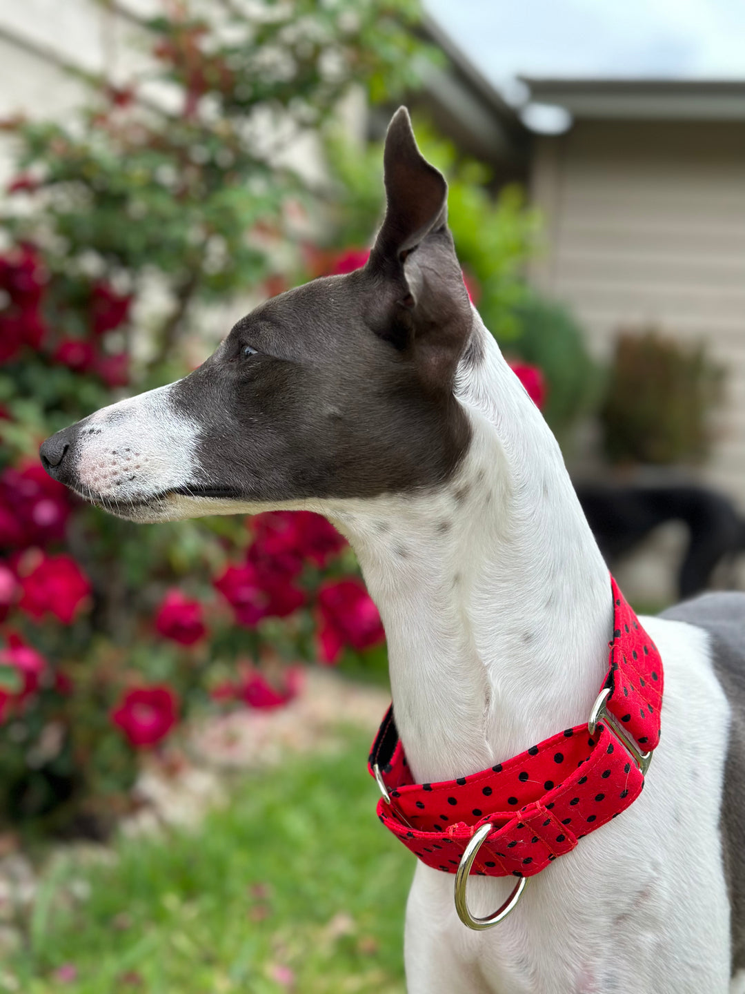 Martingale Collar - Retro Rouge Polka Parade