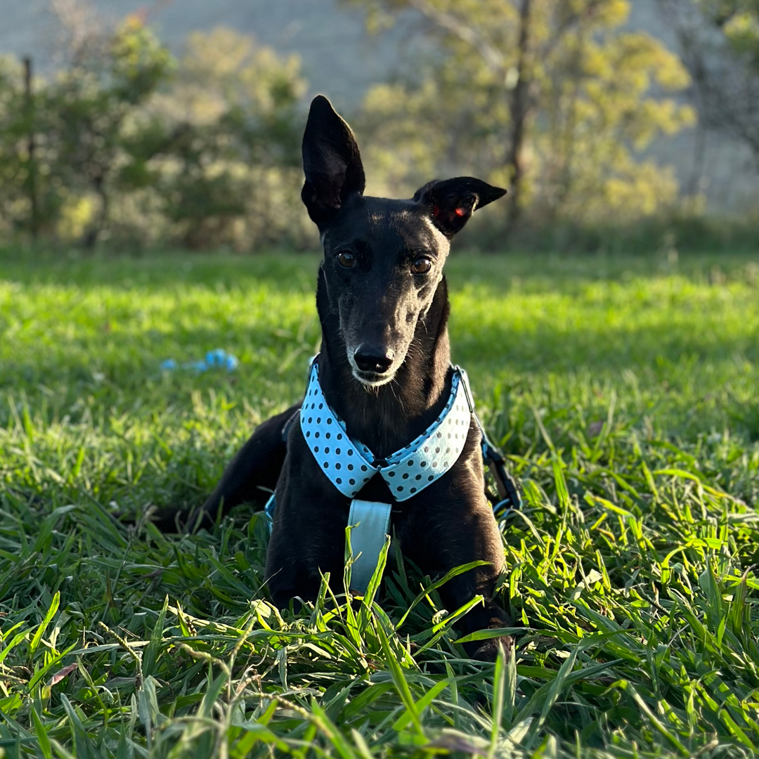 Sky Dot Serenade Greyhound Harness