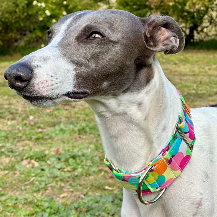 Martingale Collar - Kaleidoscope Canine