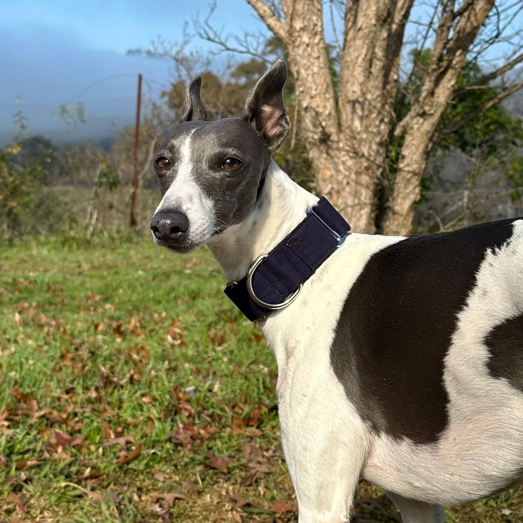 Martingale Collar - Midnight Sky