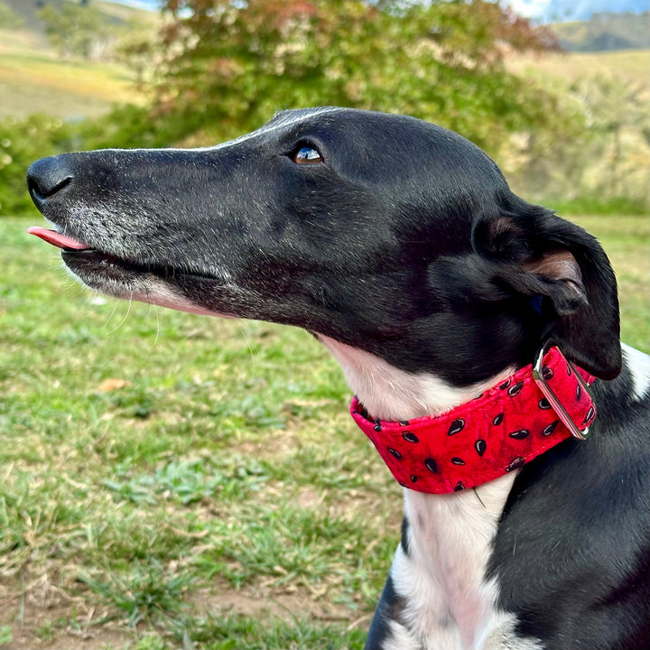 Martingale Collar - Palestine Watermelon Whisper