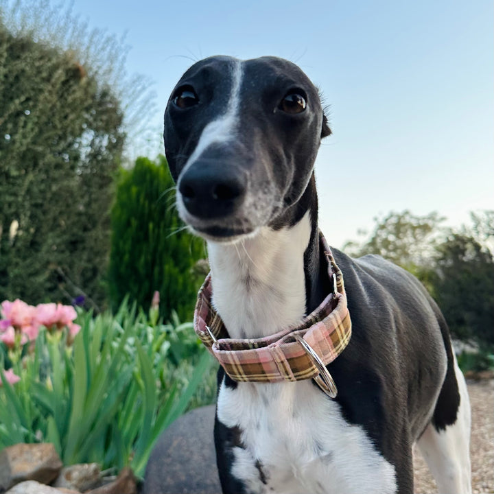 Martingale Collar - Peachy Paws Plaid