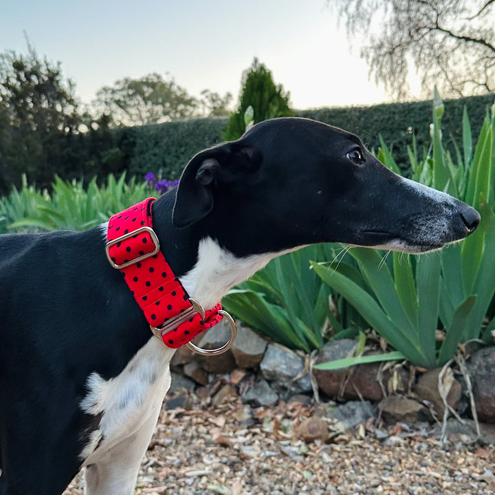 Martingale Collar - Retro Rouge Polka Parade