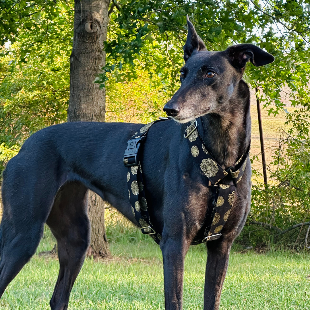 Regal Ornament Greyhound Harness