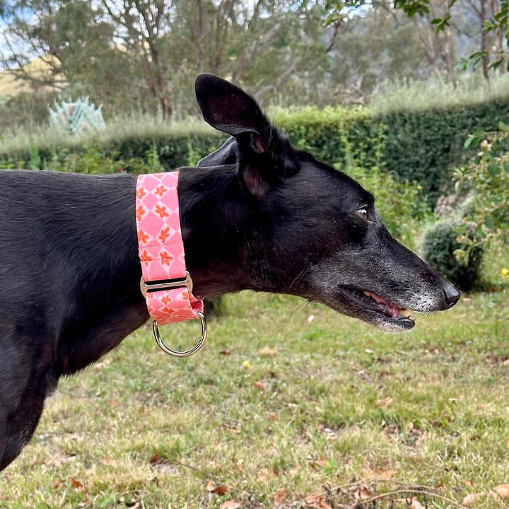 Martingale Collar - Peach Blossom Serenade