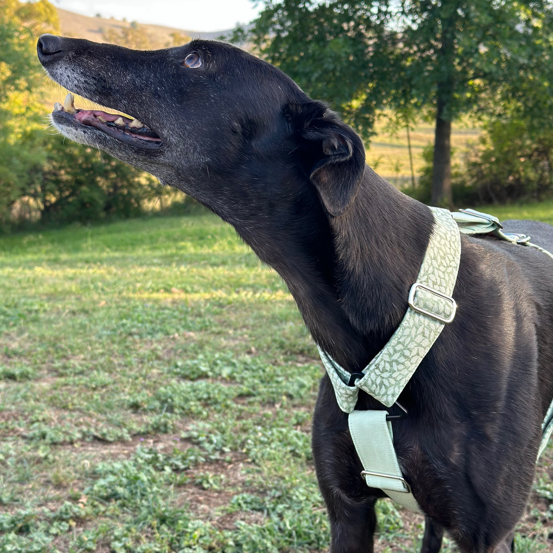 Whimsical Leaves Greyhound Harness Comfort Fit Style – Furever