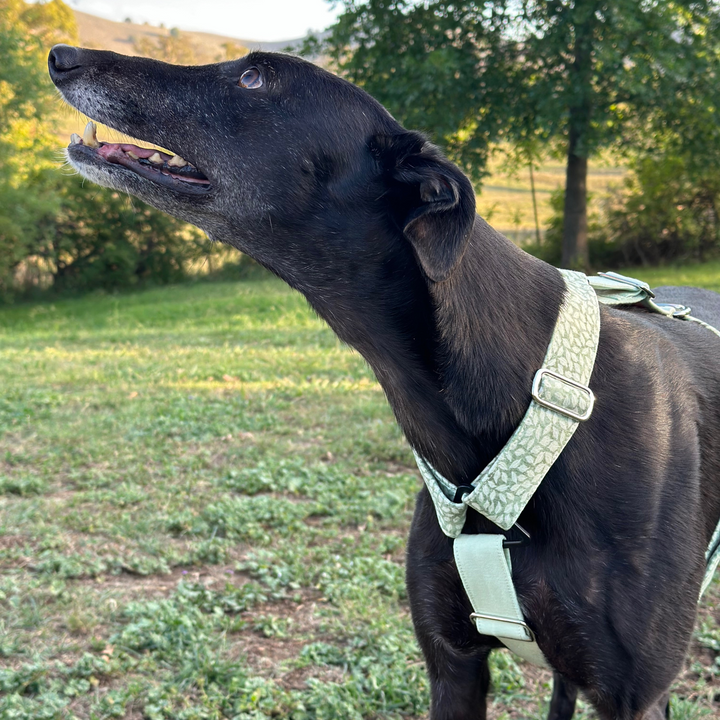 Whimsical Leaves Greyhound Harness