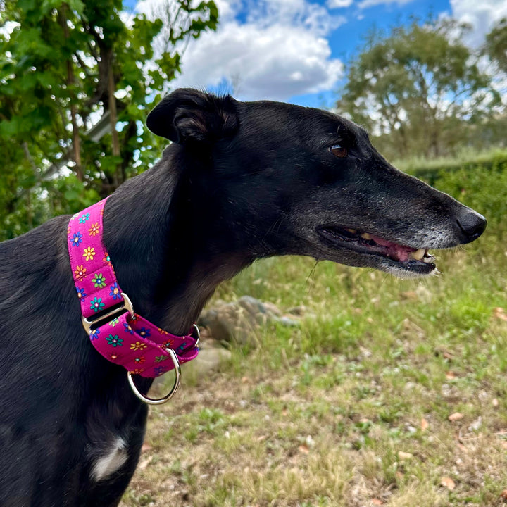 Martingale Collar - Magenta Blossom Bliss