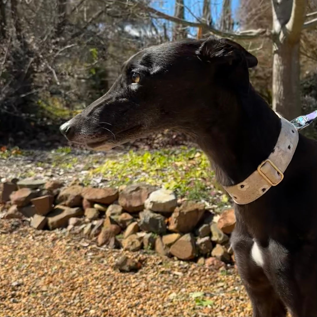 Martingale Collar - Daisy Drift