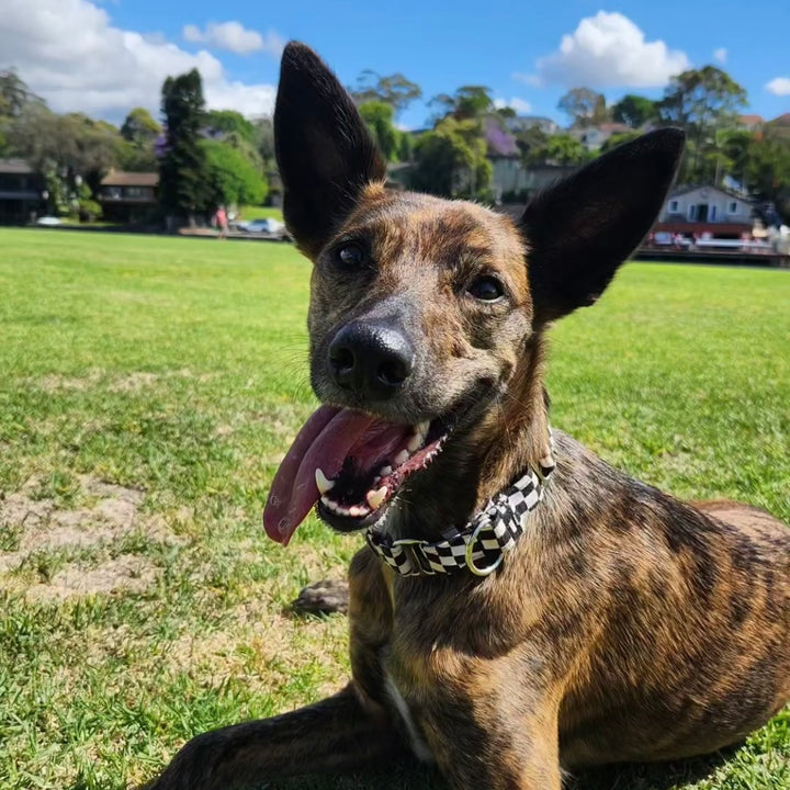 Martingale Collar - Checkmate Charm