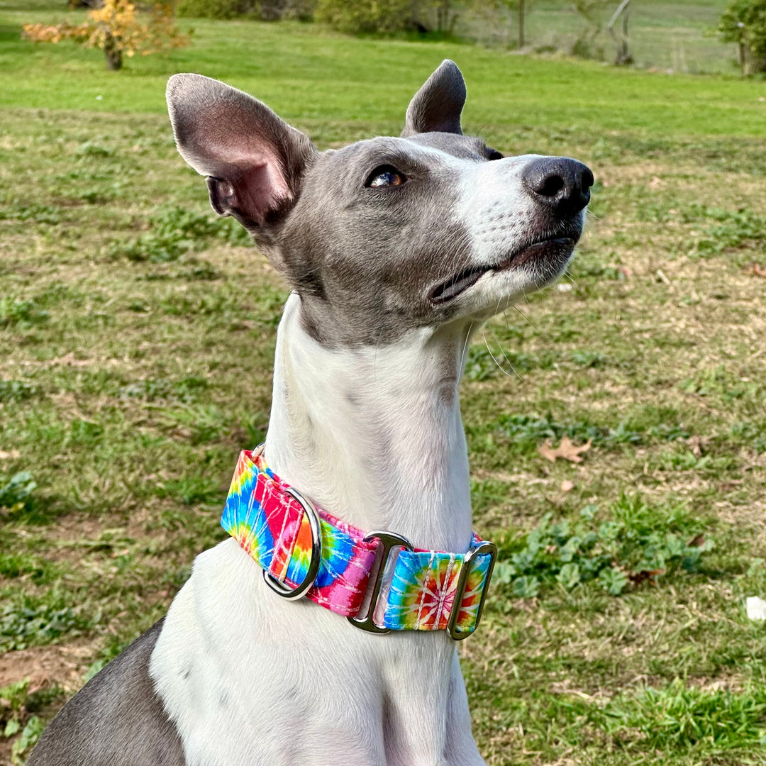 Martingale Collar - Rainbow Rapture Tie-Dye