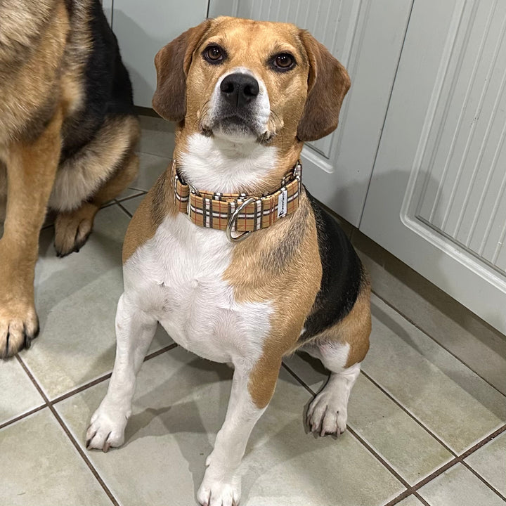 Martingale Collar - Furberry