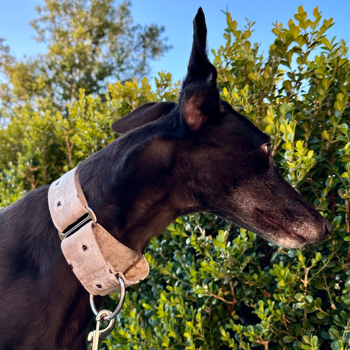 Martingale Collar - Daisy Drift