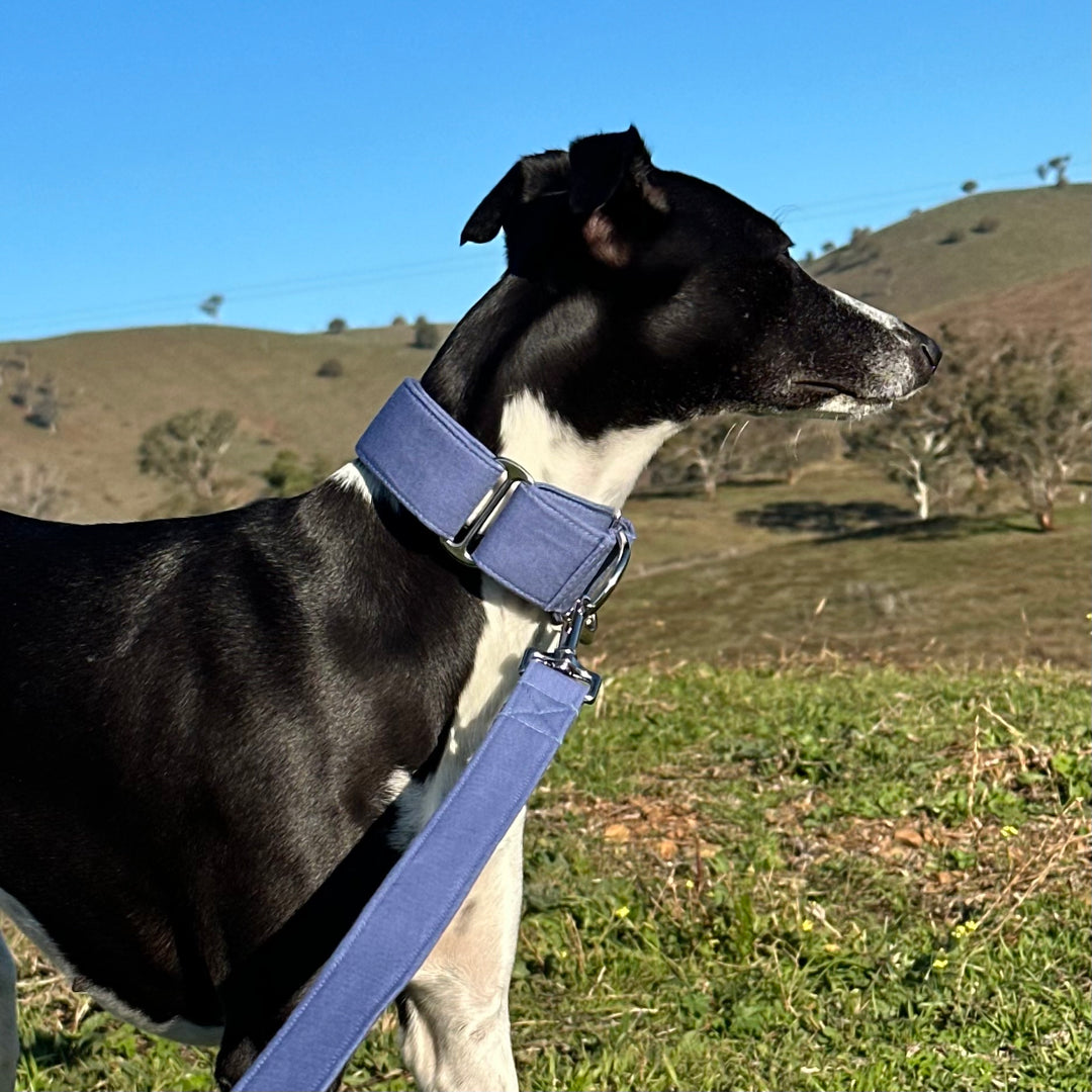 Martingale Collar - Frosted Sky