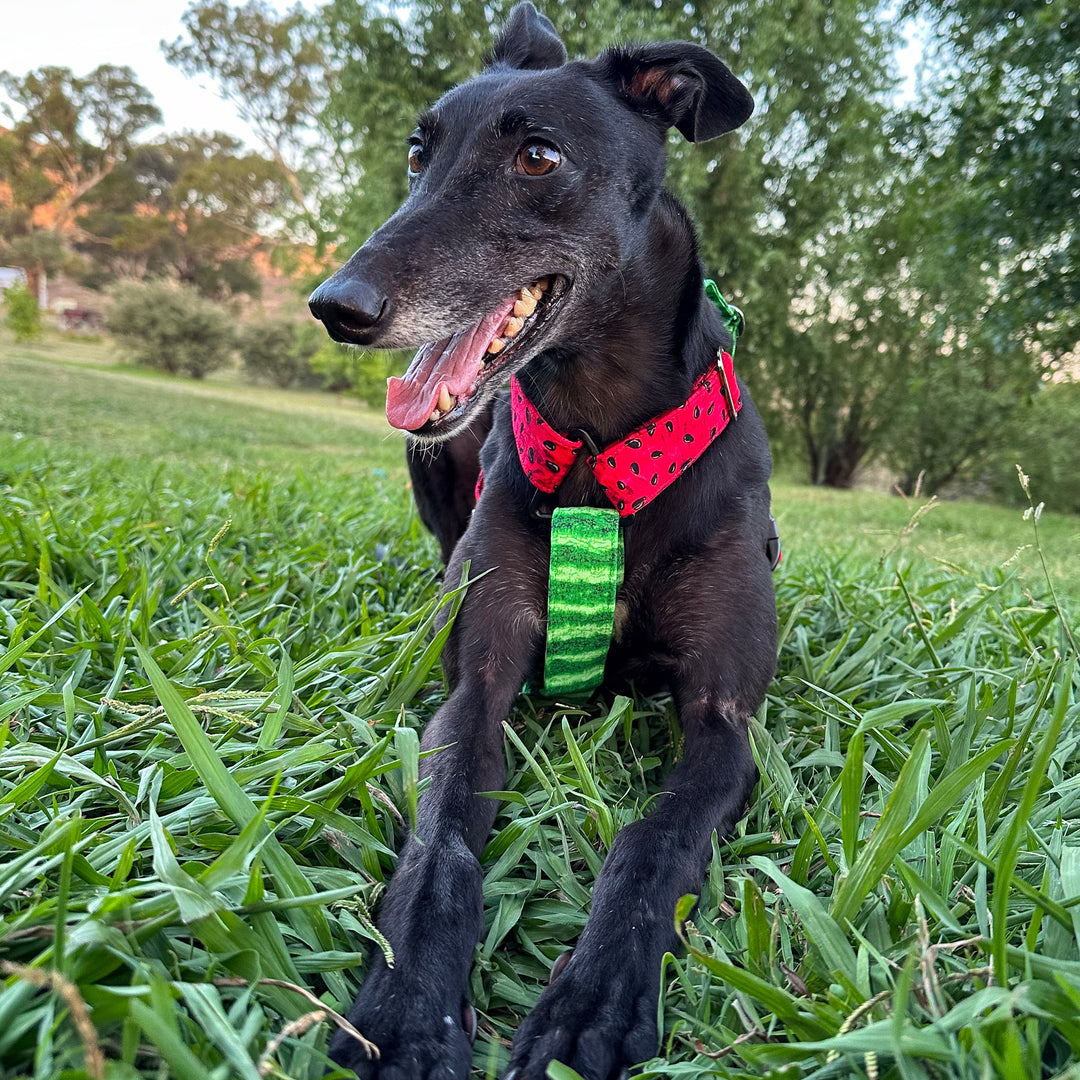 Palestine Watermelon Whisper Harness