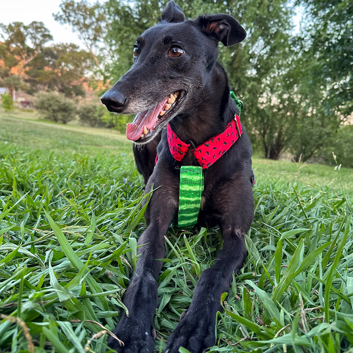 Palestine Watermelon Whisper Harness