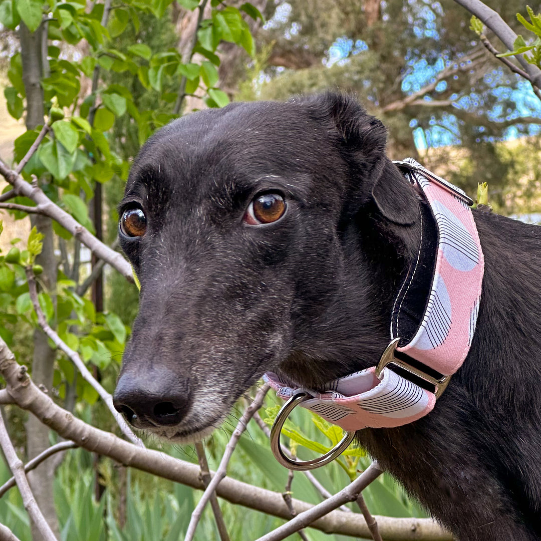 Martingale Collar - Blush Abstract Elegance