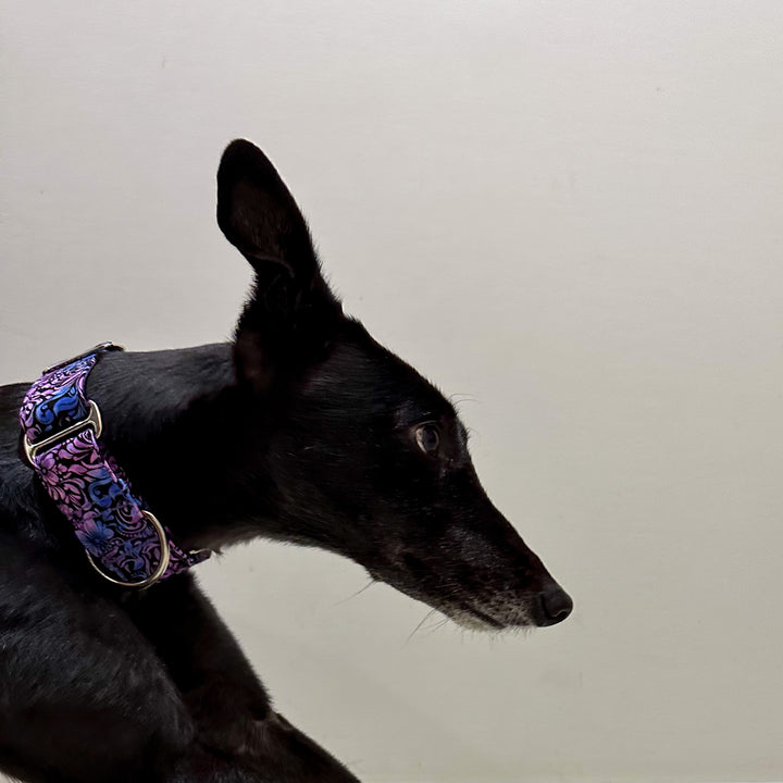 Martingale Collar - Misty Enchantment