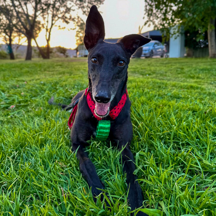 Palestine Watermelon Whisper Harness